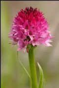 Nigritella buschmanniae